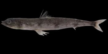 叉斑狗母鱼(Synodus macrops)图片