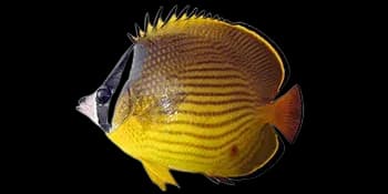 叉纹蝴蝶鱼(Chaetodon auripes)图片