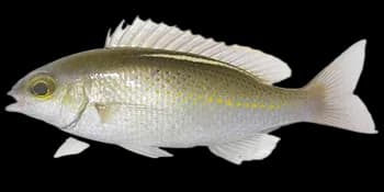 齿颌眶棘鲈(Scolopsis ciliata)图片