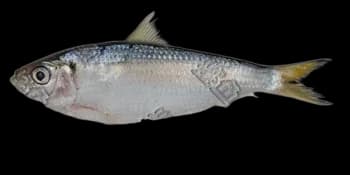 锤氏小沙丁鱼(Sardinella zunasi)图片