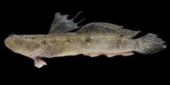 大弹涂鱼(Boleophthalmus pectinirostris)图片