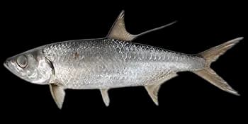 大海鲢(Megalops cyprinoides)图片
