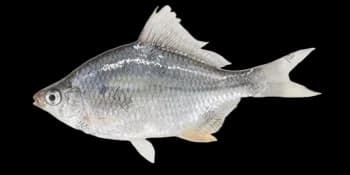 大鳍鱊(Acheilognathus macropterus)图片