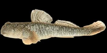 弹涂鱼(Periophthalmus modestus)图片