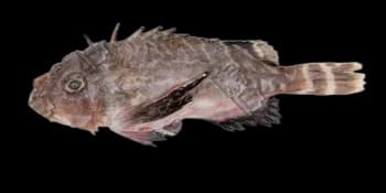 单指虎鲉(Minous monodactylus)图片