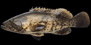 点带石斑鱼(Epinephelus coioides)图片