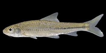 点纹银鮈(Squalidus wolterstorffi)图片