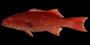 点线鳃棘鲈(Plectropomus oligacanthus)图片