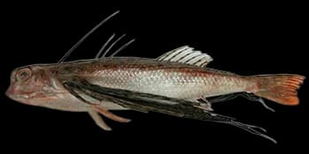 东方豹鲂鮄(Dactyloptena orientalis)图片