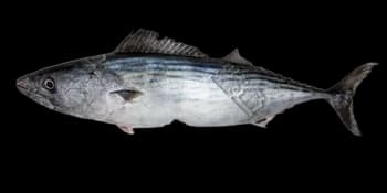 东方狐鲣(Sarda orientalis)图片
