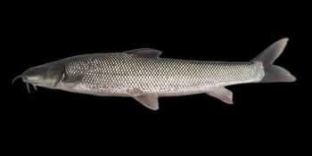 短头亮鲃(Luciobarbus brachycephalus)图片