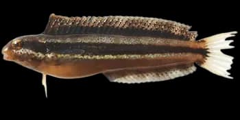 短头跳岩鳚(Petroscirtes breviceps)图片