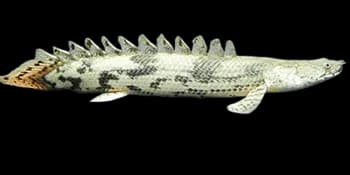 恩氏多鳍鱼(Polypterus endlicherii)图片