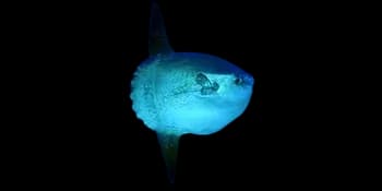 翻车鲀(Mola mola)图片