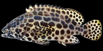 蜂巢石斑鱼(Epinephelus merra)图片