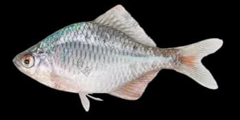 高体鳑鲏(Rhodeus ocellatus)图片