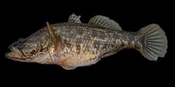 葛氏鲈塘鳢(Perccottus glenii)图片