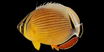 弓月蝴蝶鱼(Chaetodon lunulatus)图片