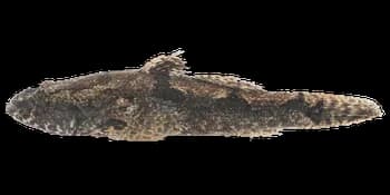 河川沙塘鳢(Odontobutis potamophila)图片