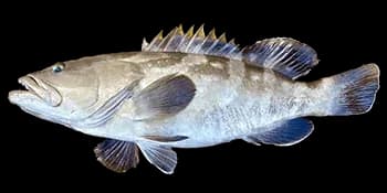 褐带石斑鱼(Epinephelus bruneus)图片