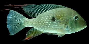 赫氏萎鳃丽鱼(Acarichthys heckelii)图片