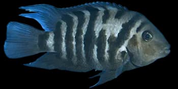 黑带娇丽鱼(Amatitlania nigrofasciata)图片