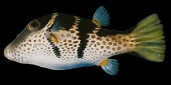 横带扁背鲀(Canthigaster valentini)图片