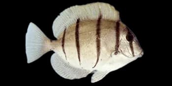 横带刺尾鱼(Acanthurus triostegus)图片