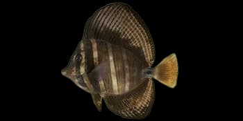 横带高鳍刺尾鱼(Zebrasoma velifer)图片