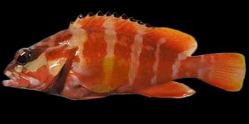 横条石斑鱼(Epinephelus fasciatus)图片