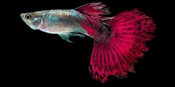 虹鳉(Poecilia reticulata)图片