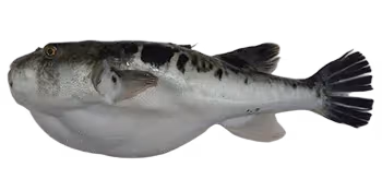 红鳍多纪鲀(Takifugu rubripes)图片