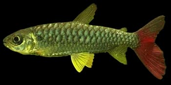 红铜大鳞脂鲤(Chalceus erythrurus)图片