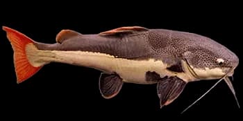 红尾护头鲿(Phractocephalus hemioliopterus)图片