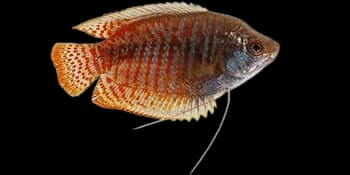 红纹毛足鲈(Trichogaster lalius)图片