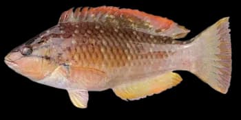 红项拟隆头鱼(Pseudolabrus eoethinus)图片