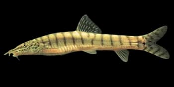 花斑副沙鳅(Parabotia fasciata)图片