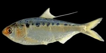 花鰶(Clupanodon thrissa)图片