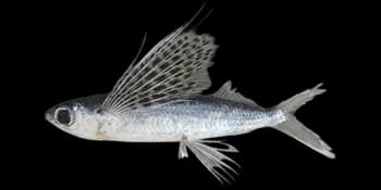 花鳍燕鳐鱼(Cypselurus poecilopterus)图片