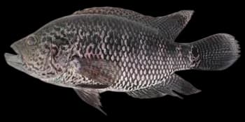 花身副丽鱼(Parachromis managuensis)图片