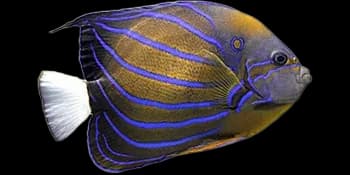 环纹刺盖鱼(Pomacanthus annularis)图片