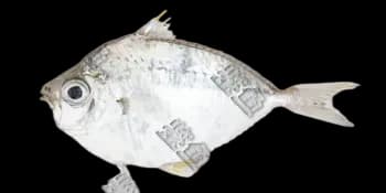 黄斑光胸鲾(Photopectoralis bindus)图片