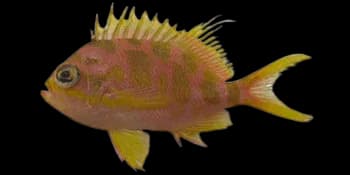黄斑牙花鮨(Odontanthias borbonius)图片