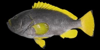 黄鳍石斑鱼(Epinephelus flavocaeruleus)图片