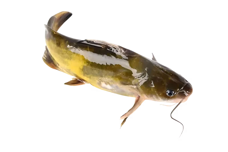 黄颡鱼(Pelteobagrus fulvidraco)图片
