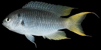 黄尾新雀鲷(Neopomacentrus azysron)图片