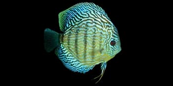 黄棕盘丽鱼(Symphysodon aequifasciatus)图片
