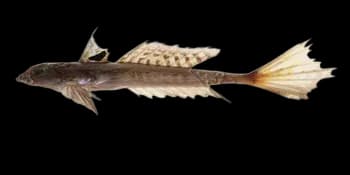 基岛深水䲗(Bathycallionymus kaianus)图片