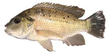 加利略帚齿非鲫(Sarotherodon galilaeus)图片