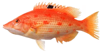 尖头普提鱼(Bodianus oxycephalus)图片